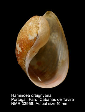 Haminoea orbignyana.jpg - Haminoea orbignyana(Férussac,1822)